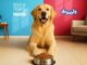 innovent blog post on Drools Pet Food Private Limited has made history by becoming the nation's first pet food unicorn.